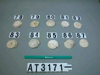 藏品(芋螺貝)的圖片